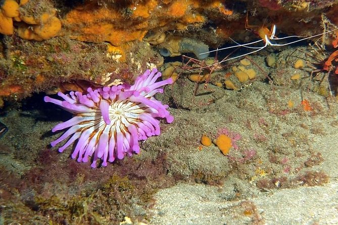 3-Day SCUBA Diving: Gran Canaria (Mar ) - Common questions