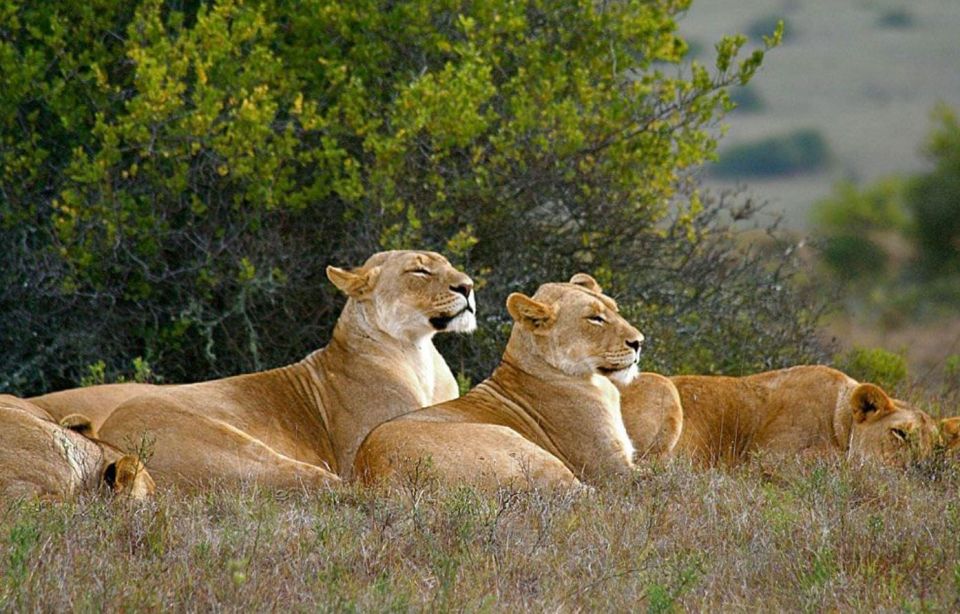 3 Day Zululand Tour (Battlefields, Hluhluwe, Isimangaliso) - Common questions