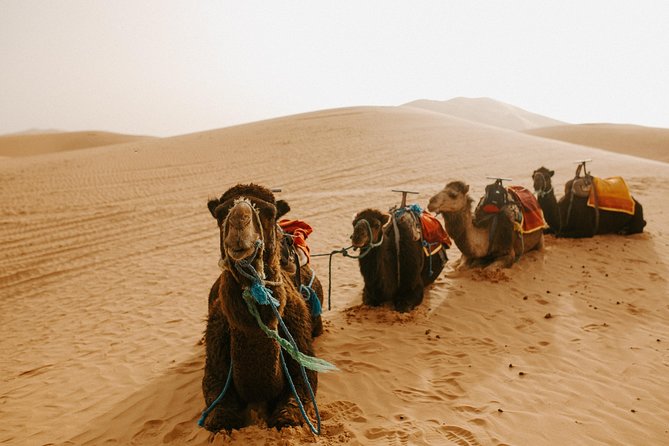 3-Days Private Guided Desert Tour From Fez to Marrakech - Highlights of the Tour