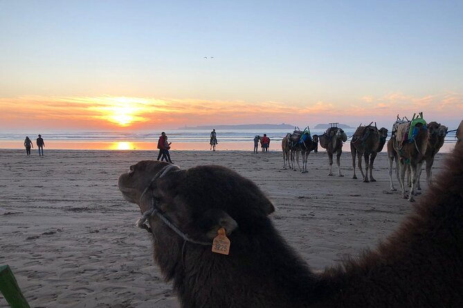 3-Hour Camel Ride at Sunset - Traveler Reviews and Ratings