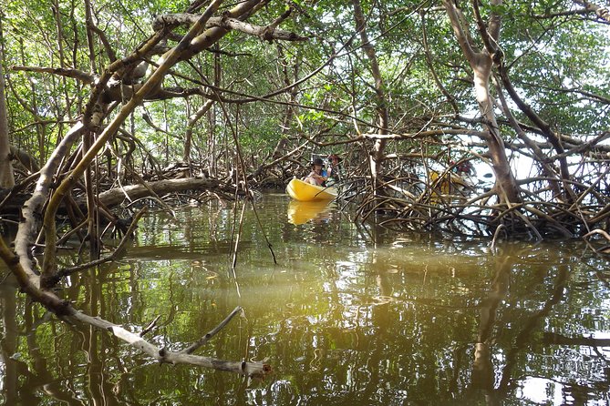 3 Hour Guided Mangrove Tunnel Kayak Eco Tour - Last Words