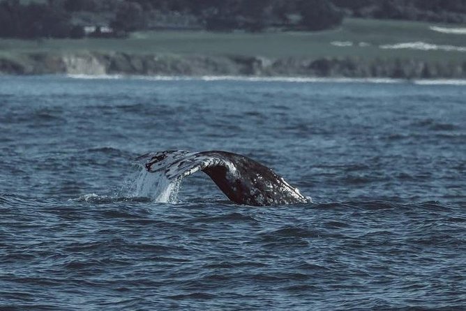 3-Hour Monterey Bay Winter Whale-Watching Tour - Cancellation Policy Details