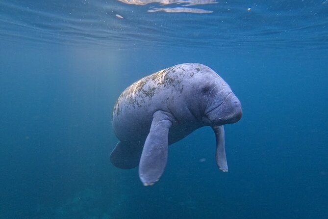 3 Hour Small Group All Inclusive Manatee Swim With Free Photo Package ! - The Wrap Up