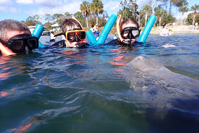 3 Hour Swim With Manatees in Florida - Manatee Encounter Details