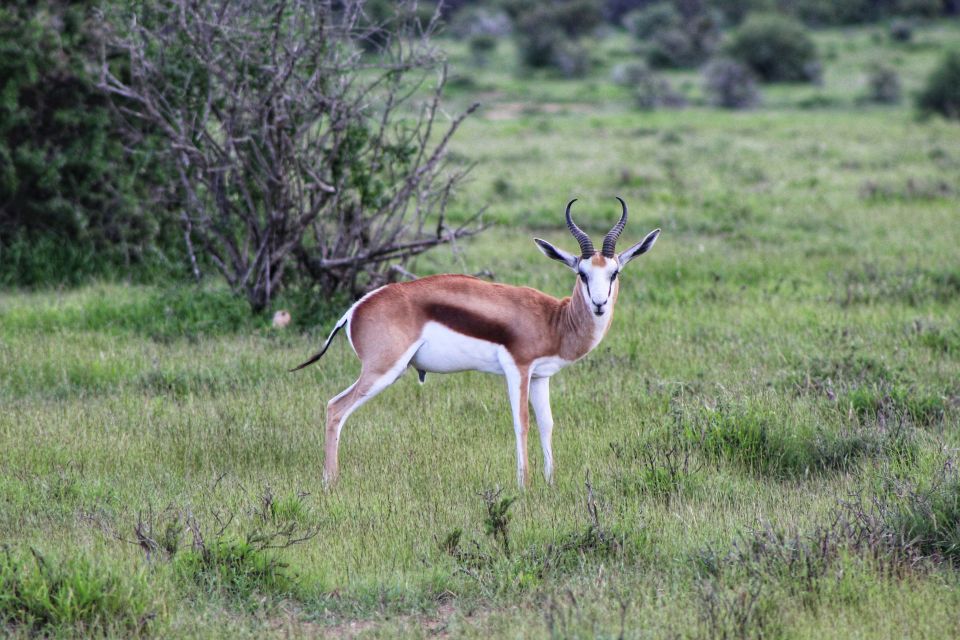 4-Day Addo to Karoo Safari - Nieu Bethesda Village Visit