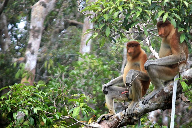 4-Day Private Orangutan and Bornean Primates Tour From Pangkalanbuun - Traveler Experiences