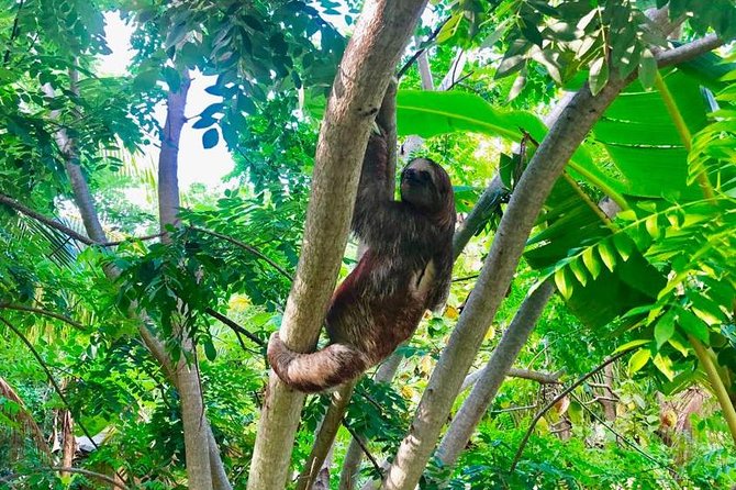 4-to-5 Hour Cruise Ship Tour, Monkeys/Sloths & West Bay Resort - Tour Highlights