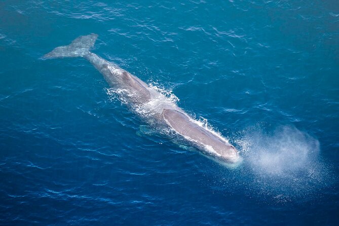 45 Minutes Whale Watching Ocean Safari Helicopter Tour - Contact Information and Support