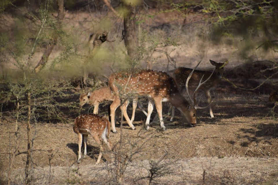 6 Days Golden Triangle India Tour With Ranthambore - Ranthambore: Day 6