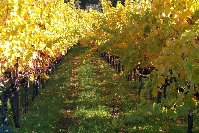 6 Hour Napa or Sonoma Valley Wine Tour by Private SUV - Company Response and Policies