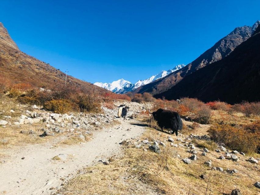 7 Days Langtang Valley Trek From Kathmandu - Safety Measures and Additional Information