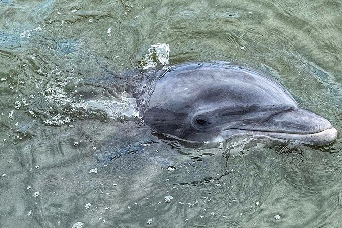 90 Minute Hilton Head Dolphin Tour - Booking and Cancellation Policies