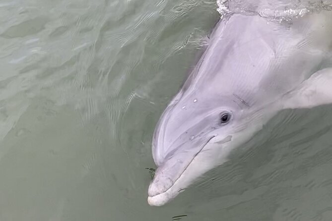 90-Minute Private Dolphin Tour in Hilton Head Island - Customer Reviews