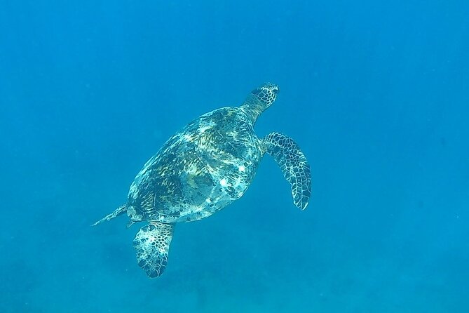 9am Turtle Canyon Snorkel Adventure - Common questions