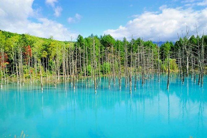 A Relaxing Day for Furano, Biei Blue Pond& Local Curry Lunch in Hokkaido! - Practical Information