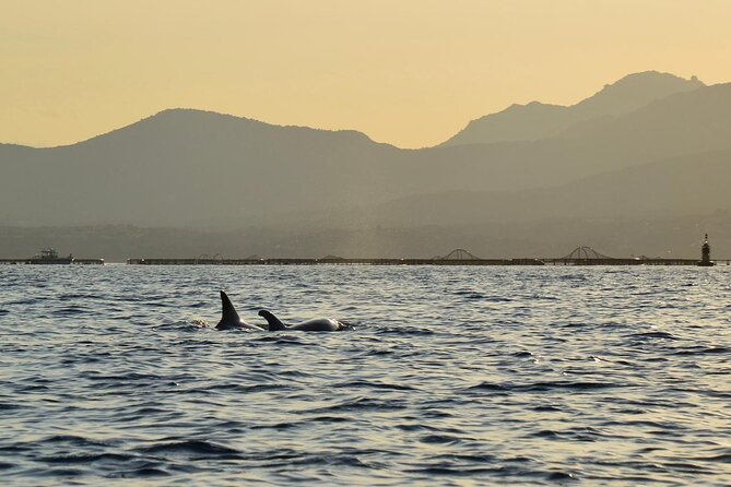 A Small-Group Kayaking Tour With Snorkeling and Aperitivo  - Sardinia - Tour Highlights