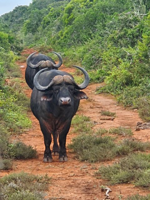 Addo Elephant National Park Tour - Common questions