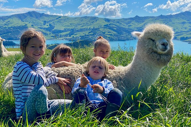 Admission Ticket to an Alpaca Farm, Akaroa (Mar ) - Reviews and Ratings Overview