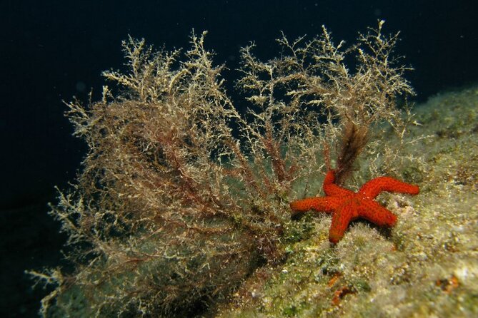 Adventure Dives for Certified Divers in Nea Makri, Athens - Customer Reviews and Feedback