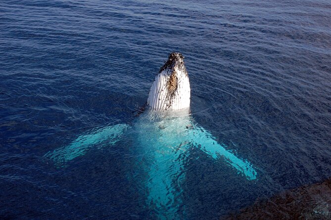 Adventure Sail From Lahaina Harbor - Recommendations and Future Plans