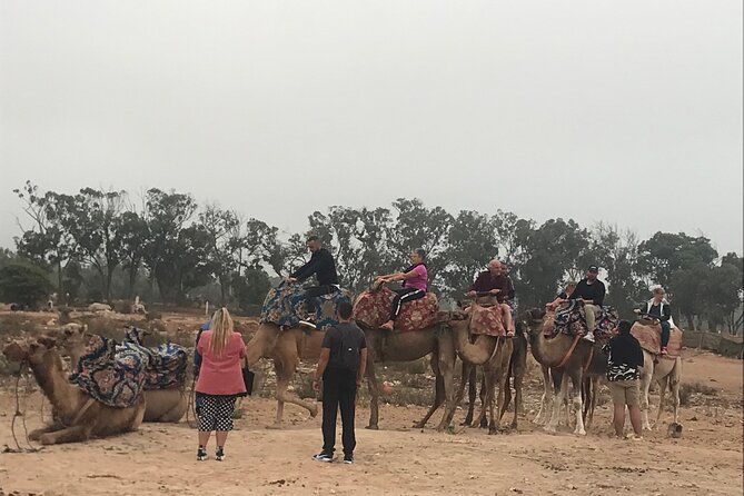 Agadir Camel Riding - Interact With Knowledgeable Hosts