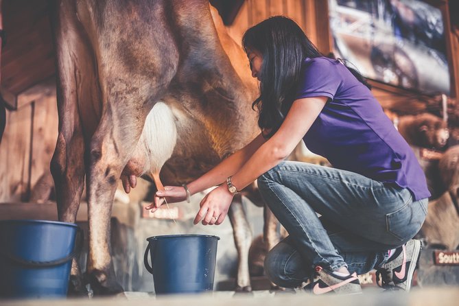 Agrodome Farm Experience Including Farm Show and Farm Tour - Rotorua - Accessibility and Policies