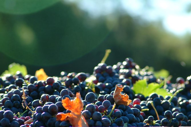 Aix-en-Provence Half-Day Wine Tour Including Tasting, Transfer (Mar ) - Additional Information