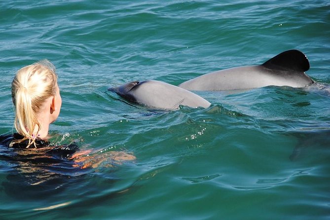 Akaroa and Banks Peninsula Small Group Tour (Nature Cruise or Dolphin Swim) - Weather Considerations