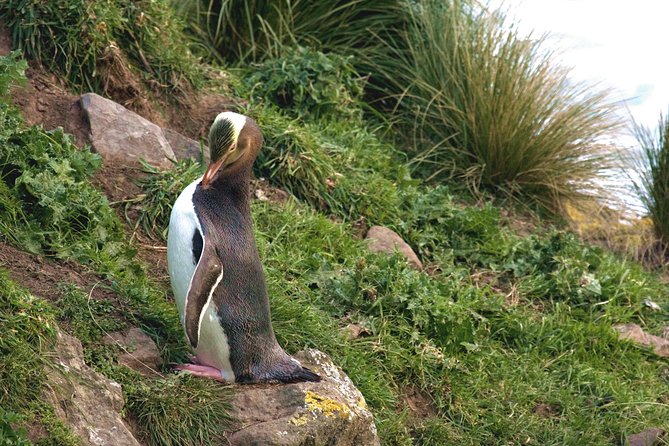 Akaroa and Banks Peninsula Wild Penguins Tour - Customer Support and Contact Details