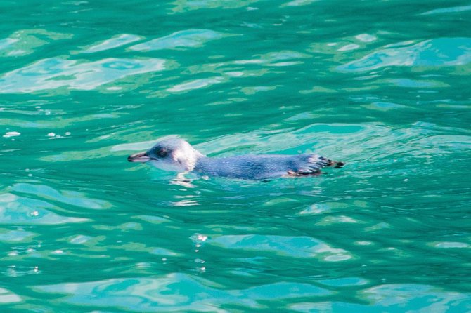 Akaroa Dolphins 〜 Harbour Nature Cruise - Additional Information