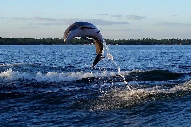 Alabama Gulf Coast Dolphin Cruise - Traveler Experience