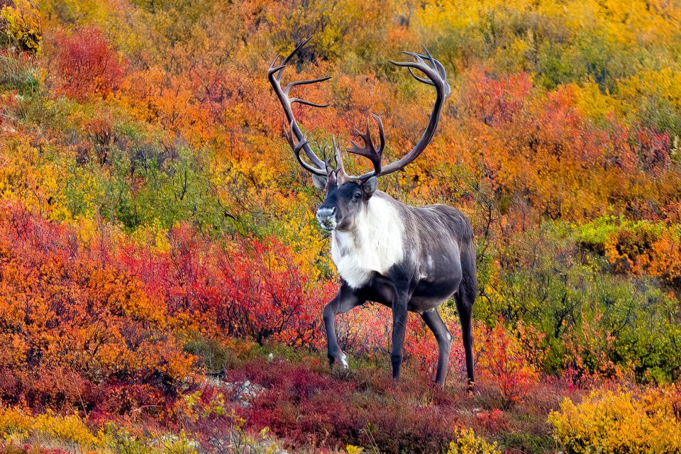 Alaska 9 Day Ocean Wildlife to Interior Wilderness Adventure - Highlights of the Journey