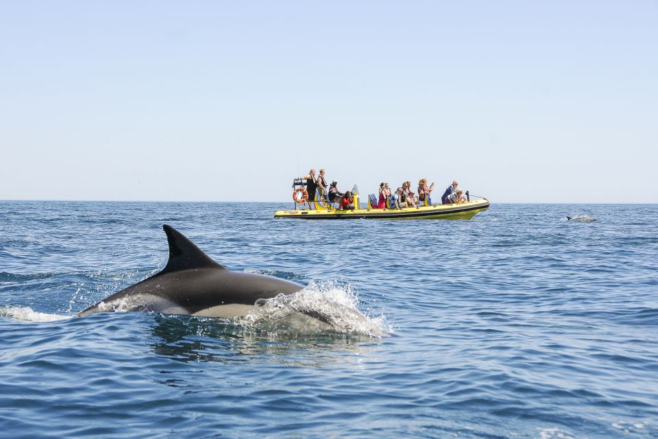 Albufeira: Benagil Caves & Dolphin Watching Speed Boat Tour - Product Details