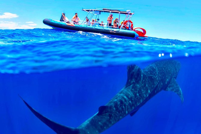 Alii VIP Whale Tour - Cancellation Policy Details