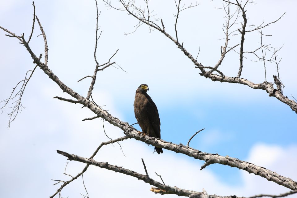 All-Inclusive Full-Day Safari at Bundala With Picnic Lunch - Wildlife Spotting Opportunities