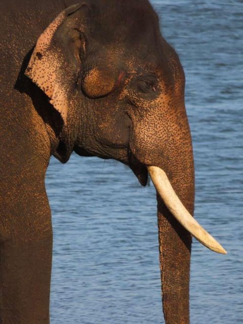 All Inclusive Minneriya/Kaudulla/Hurulu National Park Safari - National Parks Overview and Elephant Herds