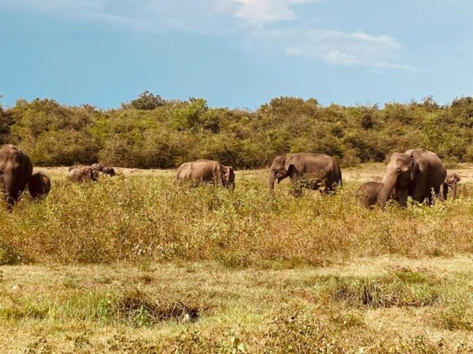 All Inclusive Minneriya or Eco National Park Half Day Safari - Comparison: Minneriya Vs. Eco Park