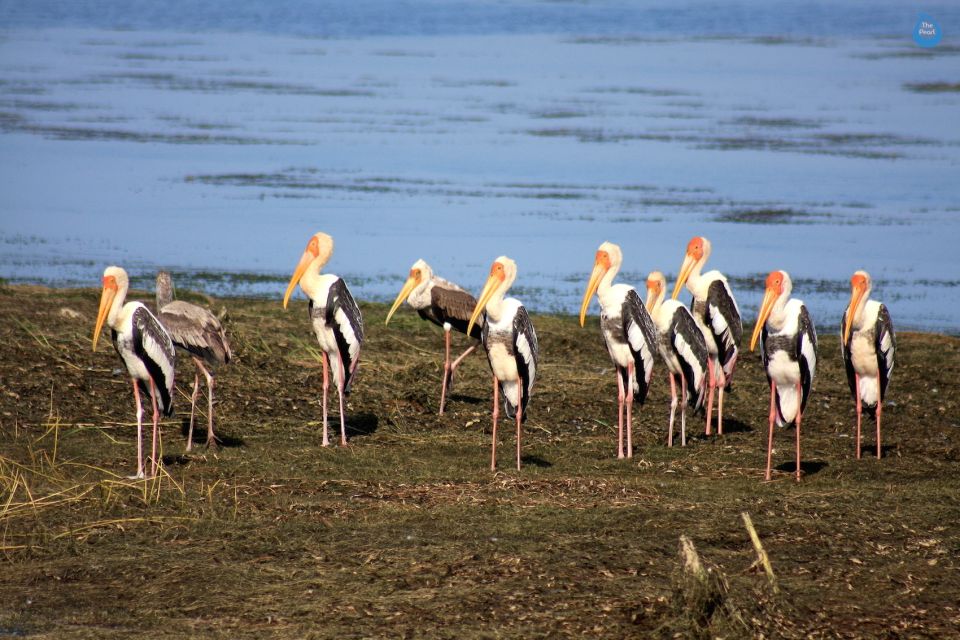 All-Inclusive Morning Game Drive at Bundala National Park - Wildlife at Bundala National Park