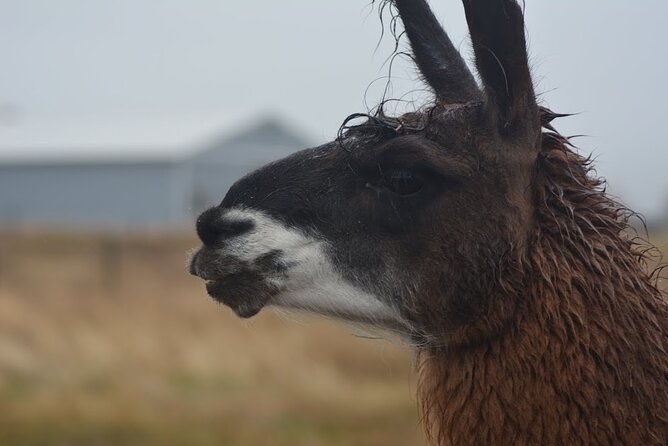 Alpaca and Llama Farm Tour - Logistics and Booking Details