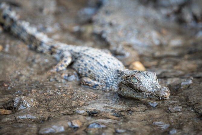 Amazing Daintree Rainforest Tour Waterfall Hike, Lunch, Swim & Crocodile Cruise - Additional Tour Information