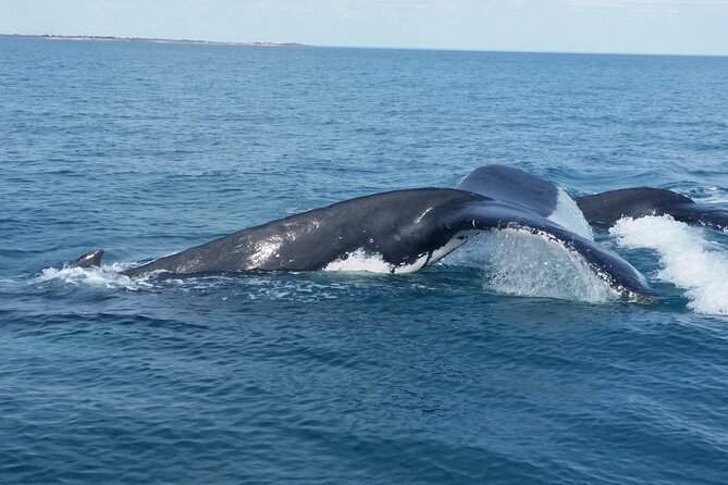 AOC Whale Watching From Broome - Reviews and Feedback