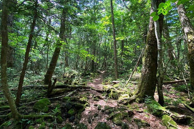 Aokigahara Nature Conservation Full-Day Hiking Tour - Traveler Experience Highlights