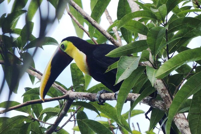 Arenal Volcano, La Fortuna Waterfall, Hot Springs Combo Tour With Lunch & Dinner - Additional Information