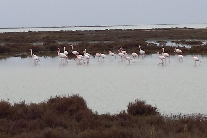 Arles and Camargue Small-Group Half-Day Tour From Avignon - Directions and Meeting Point Information