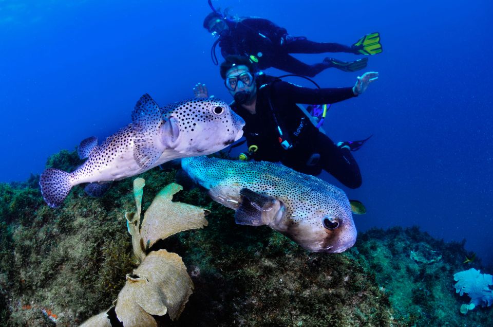 Arraial Do Cabo: Scuba Diving Experience - Important Information