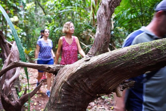 Atherton Tablelands Rain Forest by Night From Cairns - Tour Preparation