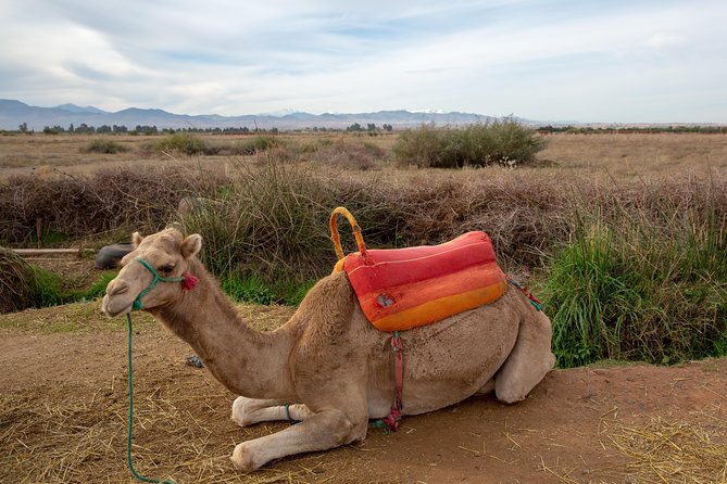 Atlas Mountains and 3 Valleys & Waterfalls - Camel Ride Marrakech - Directions