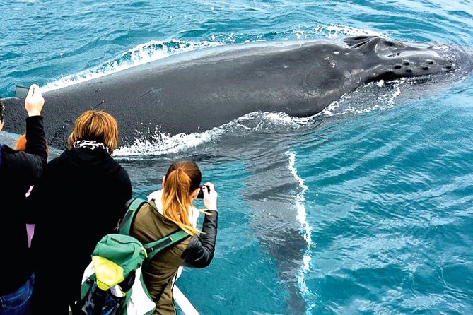 Augusta Whale Watching Eco Tour - Common questions