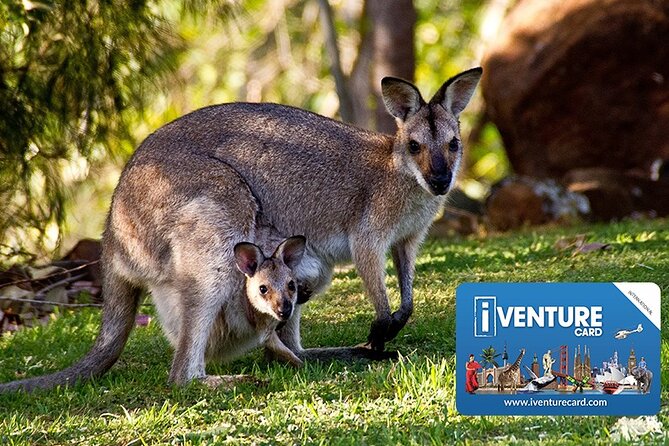 Australia Multi-City Attractions Pass - Tour Options and Pass Improvements