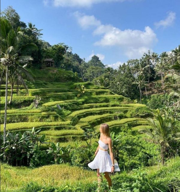 Bali: Rice Terraces, Holy Water Temple & Waterfall Tour - Full Description